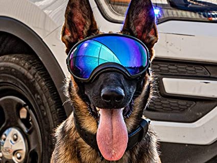 K9