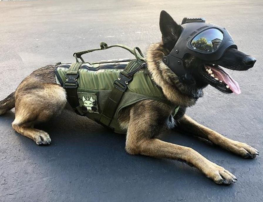 K9