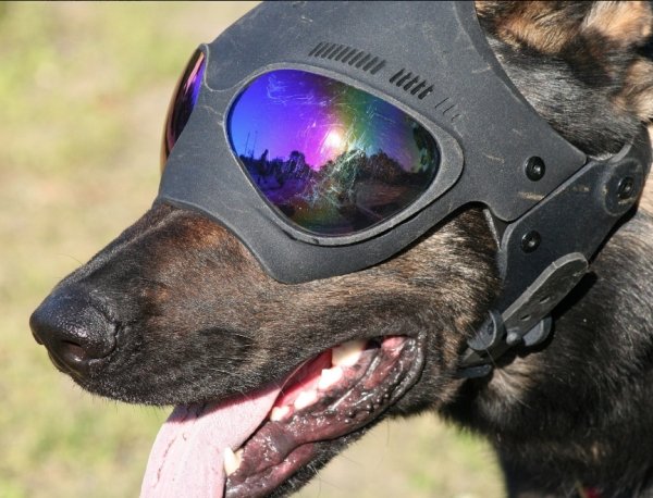 K9