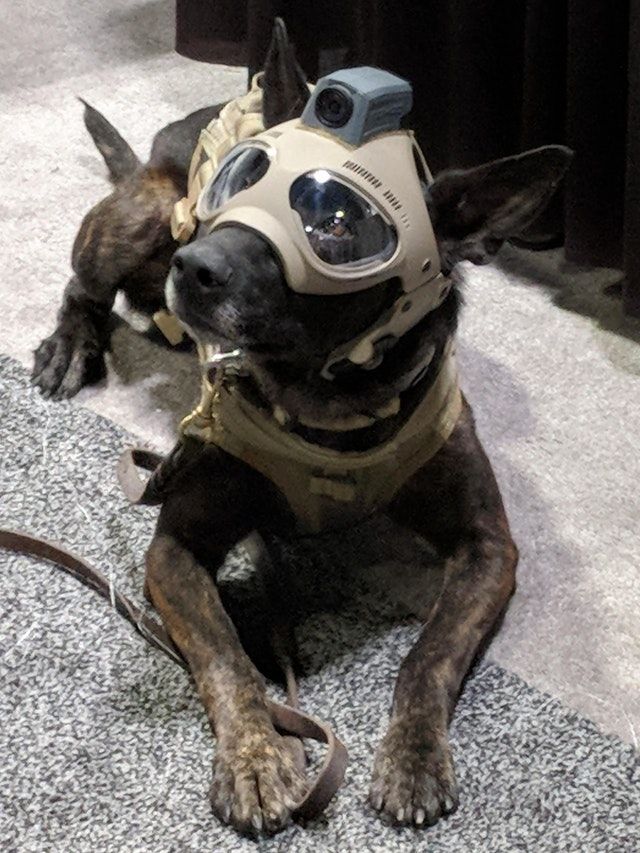 K9