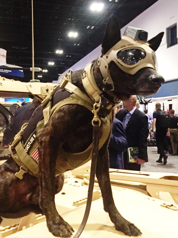 K9
